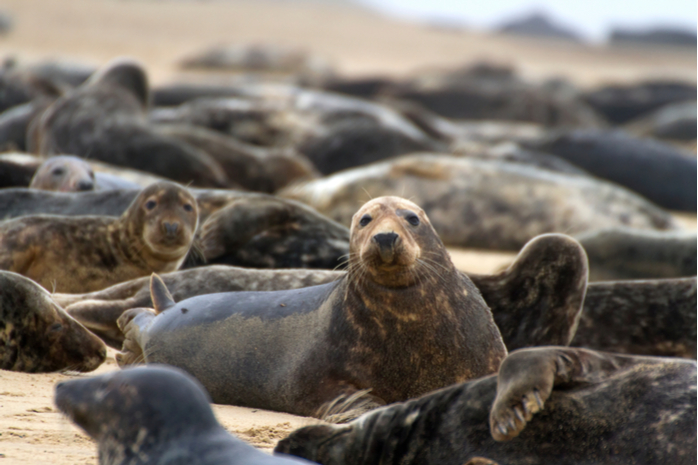 Webinar Tues 6/26: MariaDB Server 10.3