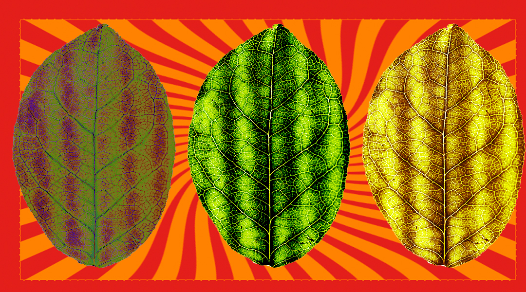 MongoDB 4.0: Using ACID Multi-Document Transactions