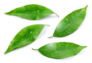 MongoDB 4.2