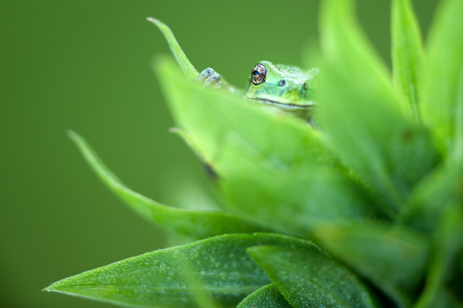 Hiding Fields in MongoDB: Views + Custom Roles