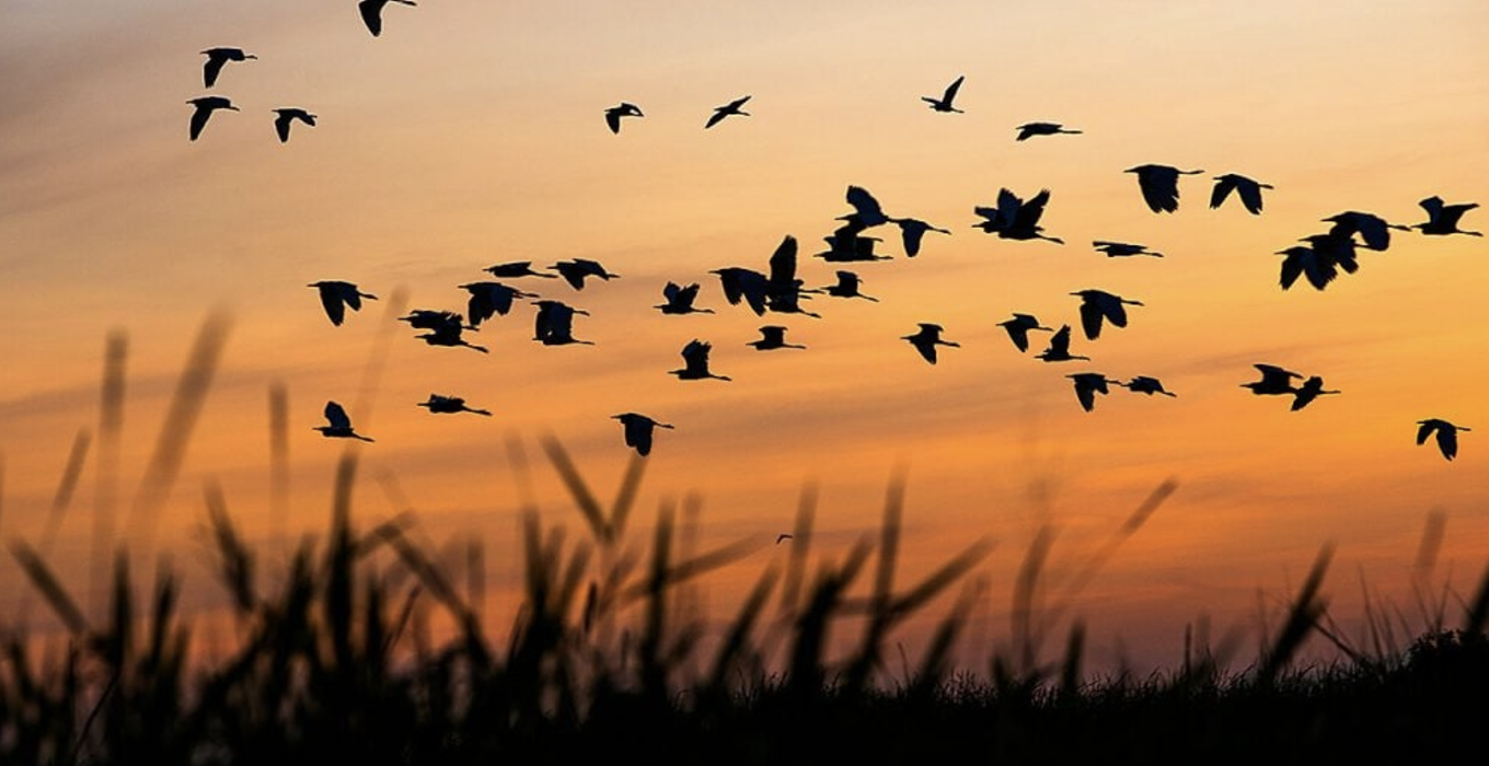 Navigating the Path From Redis to Valkey