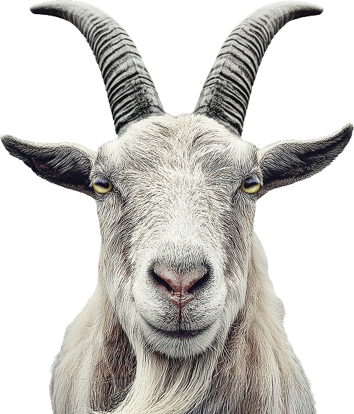 percona goat