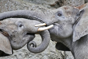 FDWs with PostgreSQL