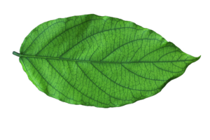 MongoDB 3.6 retryable write