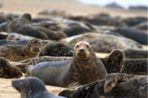 MariaDB 10.3 Webinar