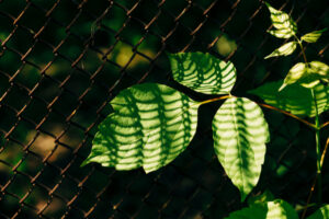 MongoDB 4.0 Features Webinar