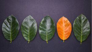 MongoDB 4.0 transactions