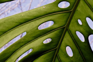 MongoDb using partial sparse indexes