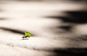 TasksMax setting causing errors MySQL