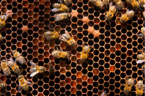 webinar Percona XtraDB Cluster