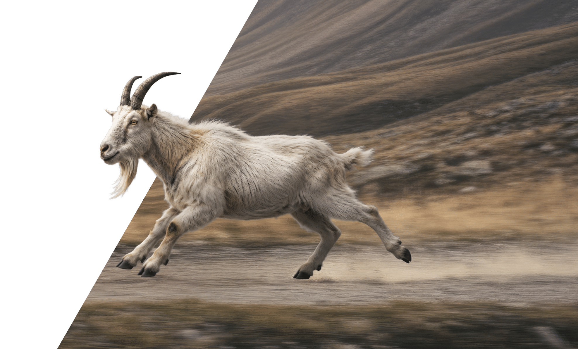 Mountain goat running across a hillside